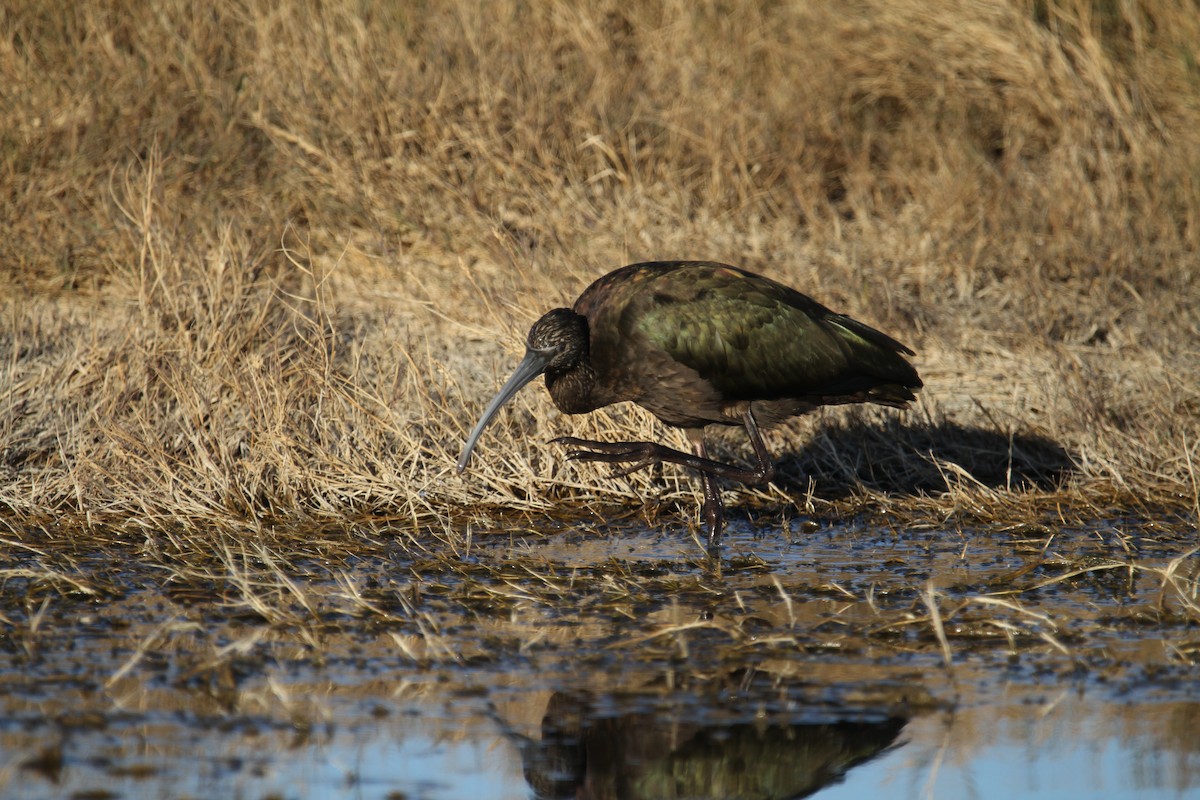 Beltzaran musuzuria - ML645417864