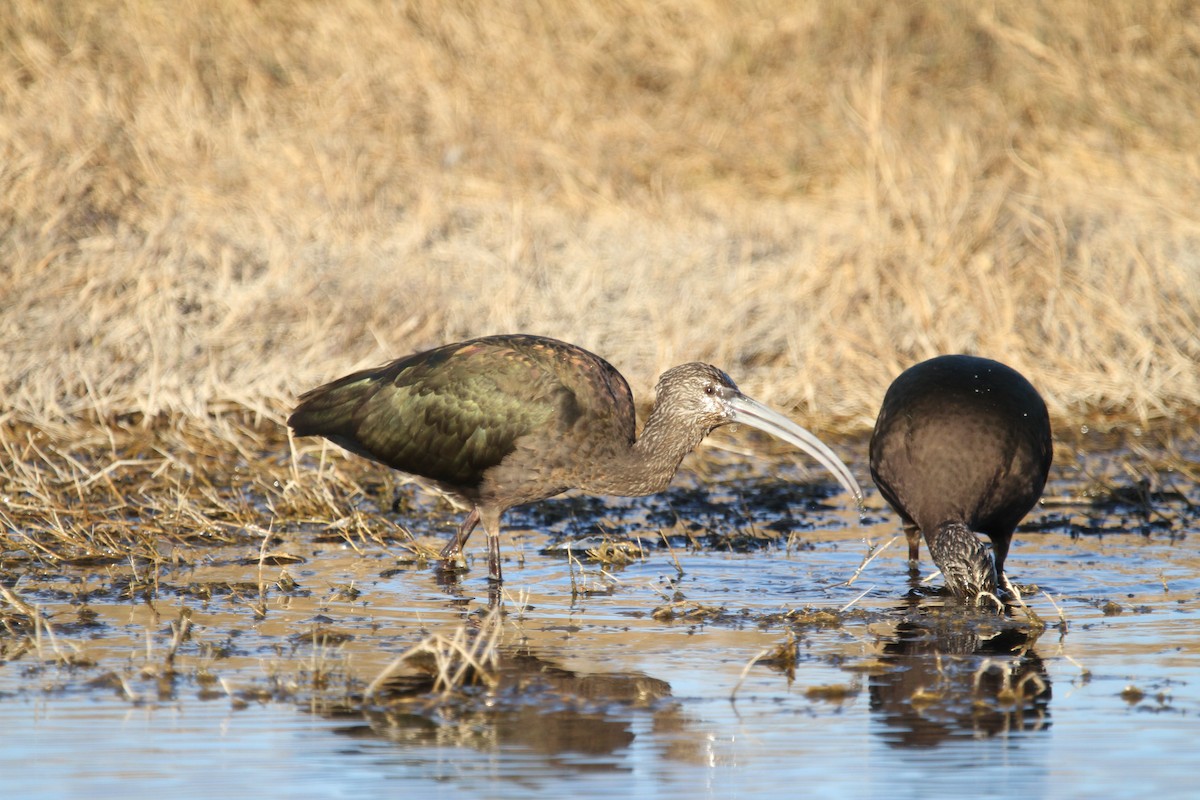 Beltzaran musuzuria - ML645417866