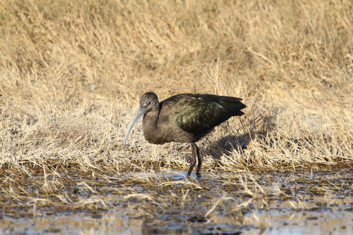 Beltzaran musuzuria - ML645417867