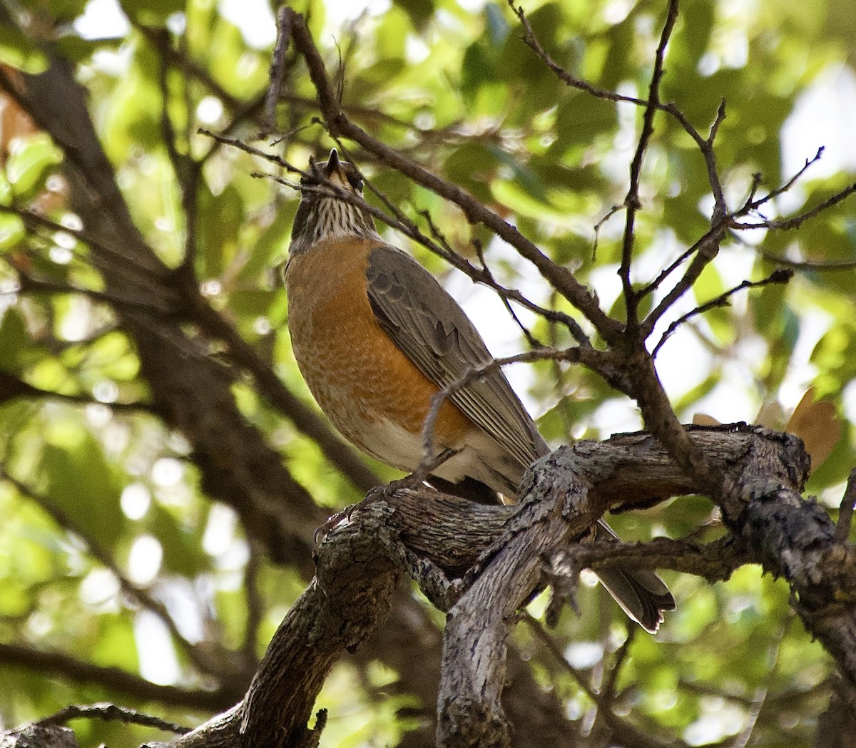 Дрізд мандрівний - ML645417868