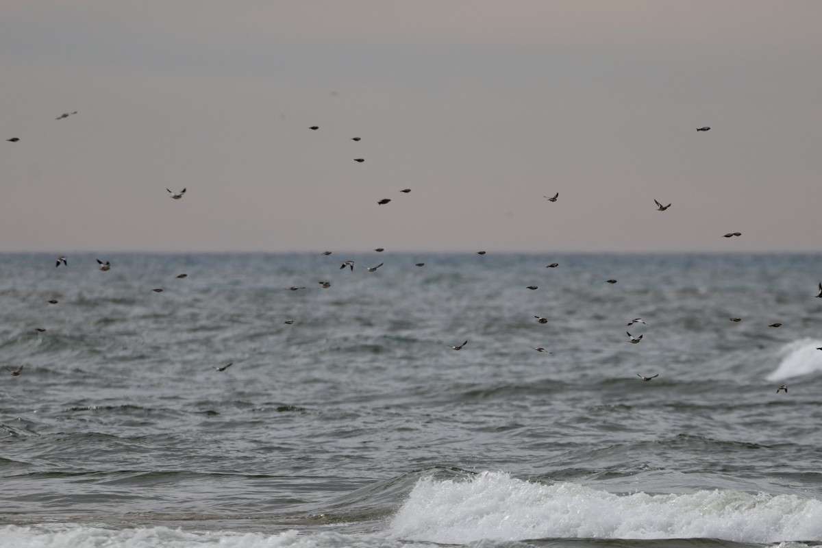 Snow Bunting - ML645417869