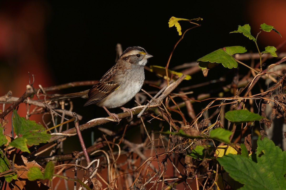 White-throated Sparrow - ML645417882