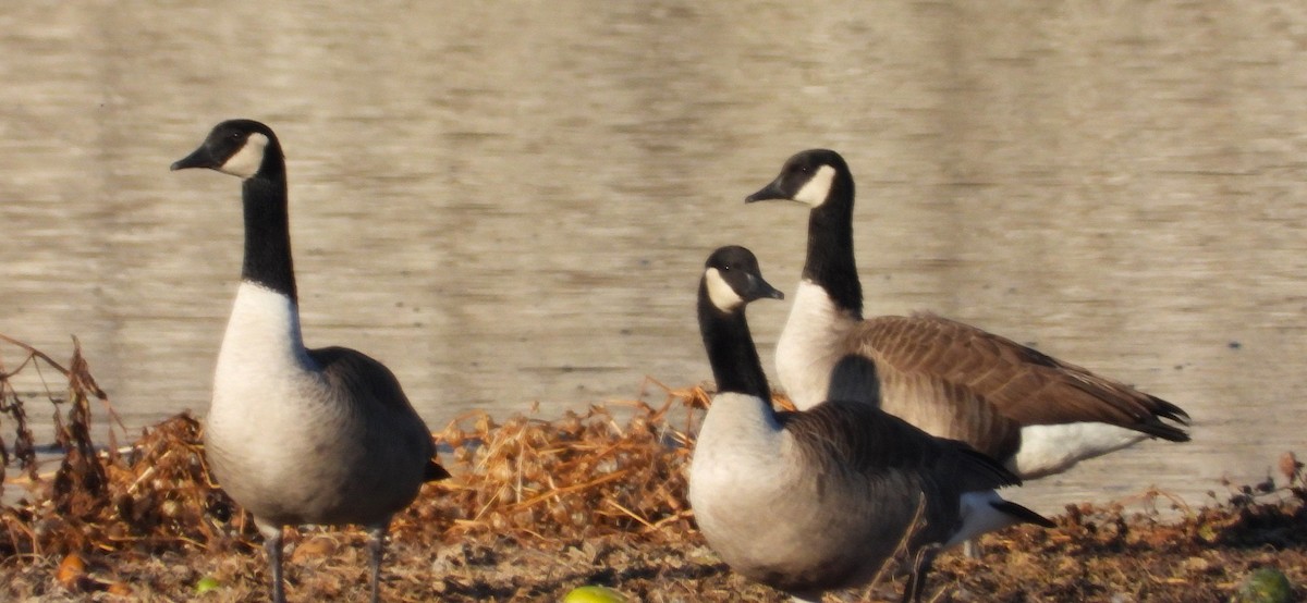 Canada Goose - ML645417885