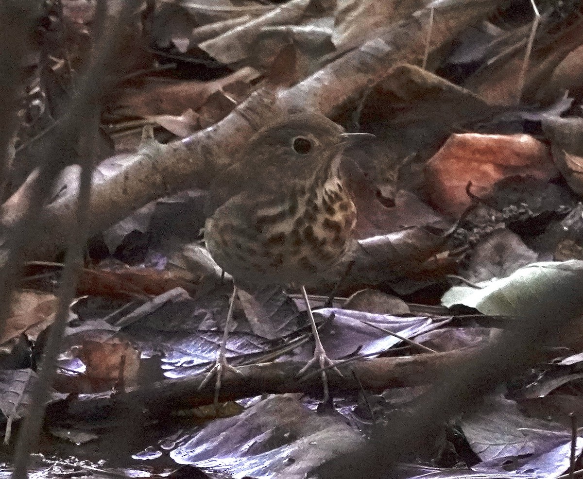 Дрізд-короткодзьоб плямистоволий - ML645417886