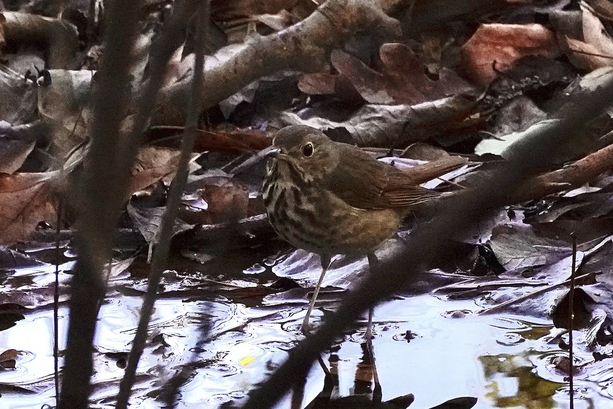 Дрізд-короткодзьоб плямистоволий - ML645417887