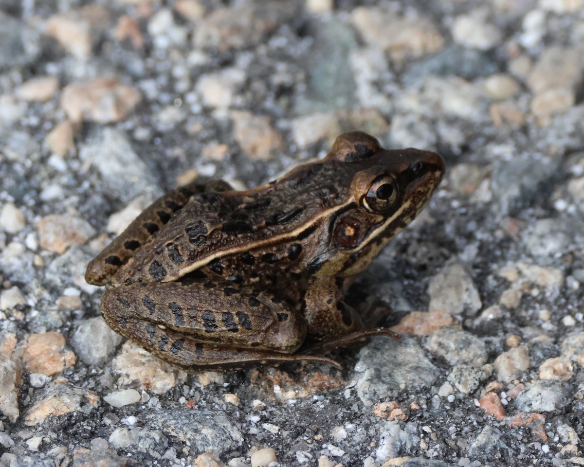Southern Leopard Frog - ML645417891