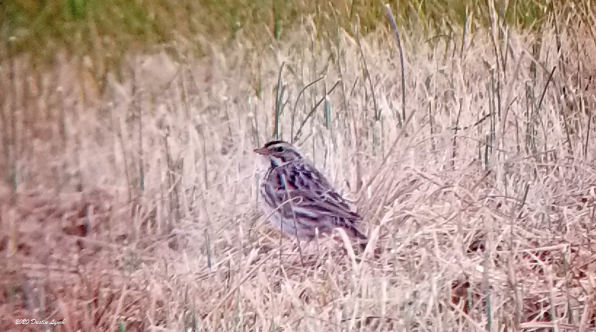 strnadec luční - ML645417894