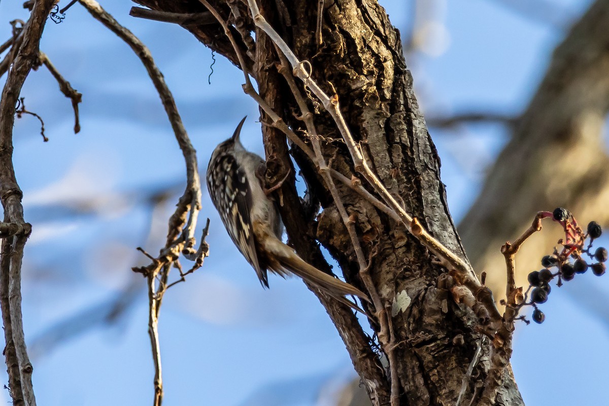 Brown Creeper - ML645417896