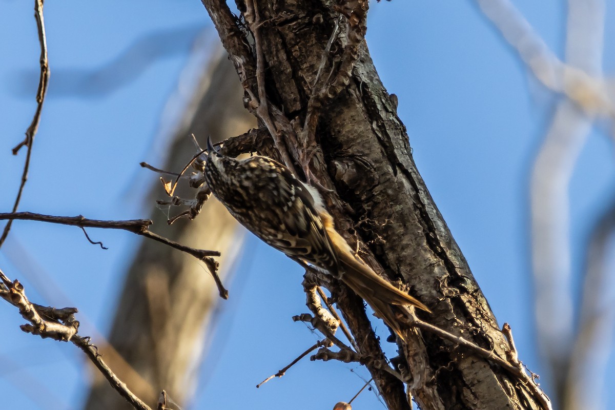 Brown Creeper - ML645417897
