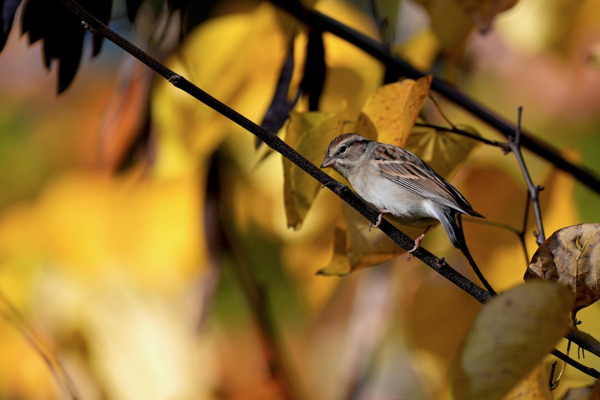 Chipping Sparrow - ML645417898
