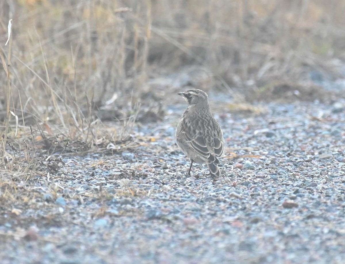Horned Lark - ML645417899