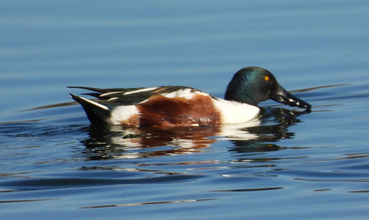 Northern Shoveler - ML645417900
