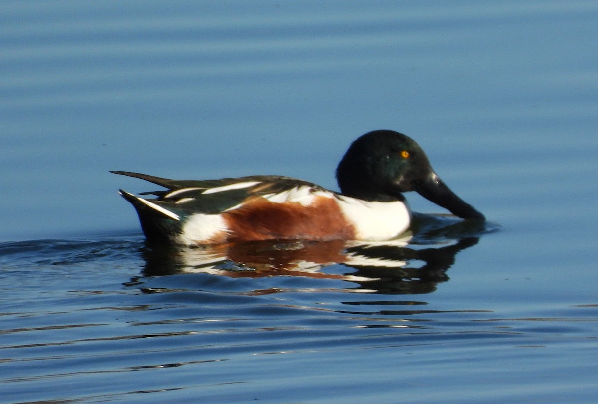Northern Shoveler - ML645417901