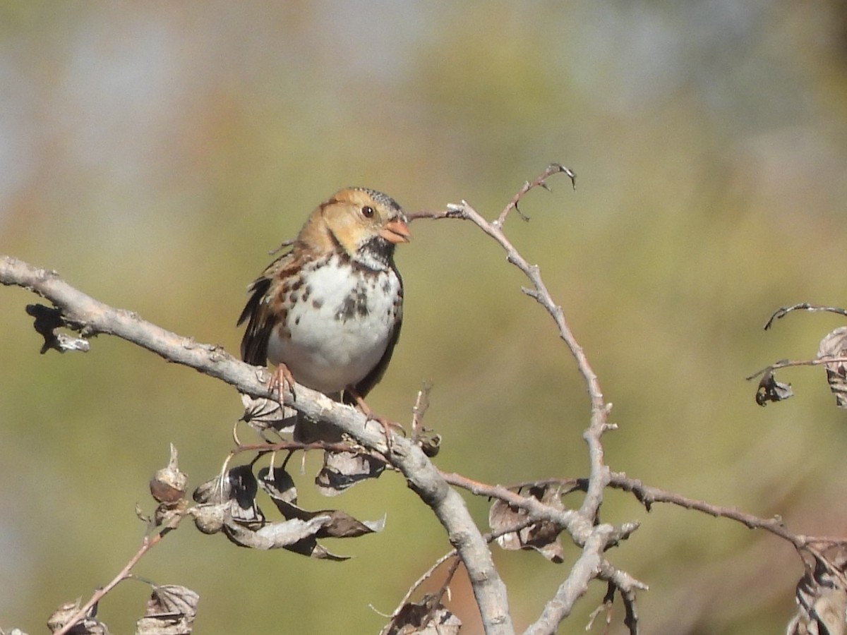 Harris's Sparrow - ML645417902