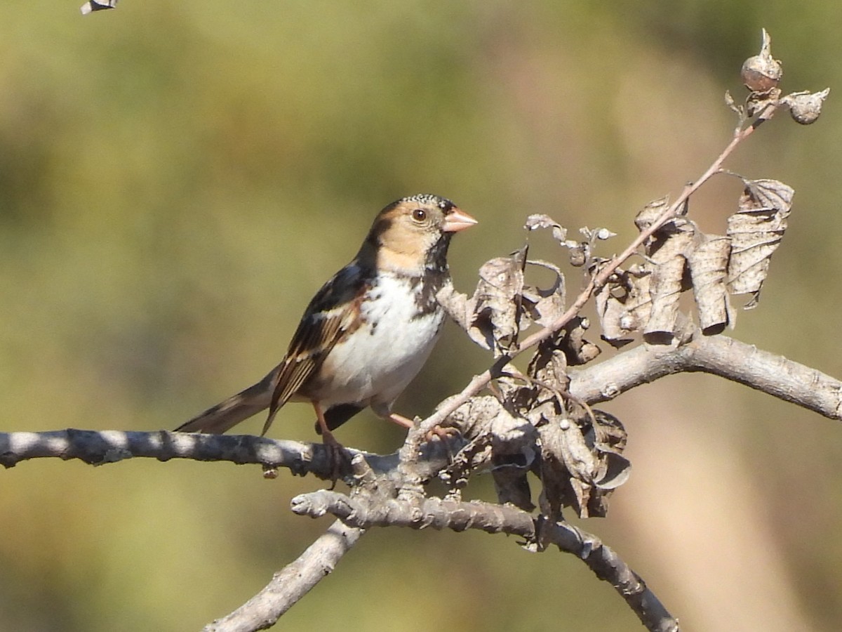 Harris's Sparrow - ML645417903