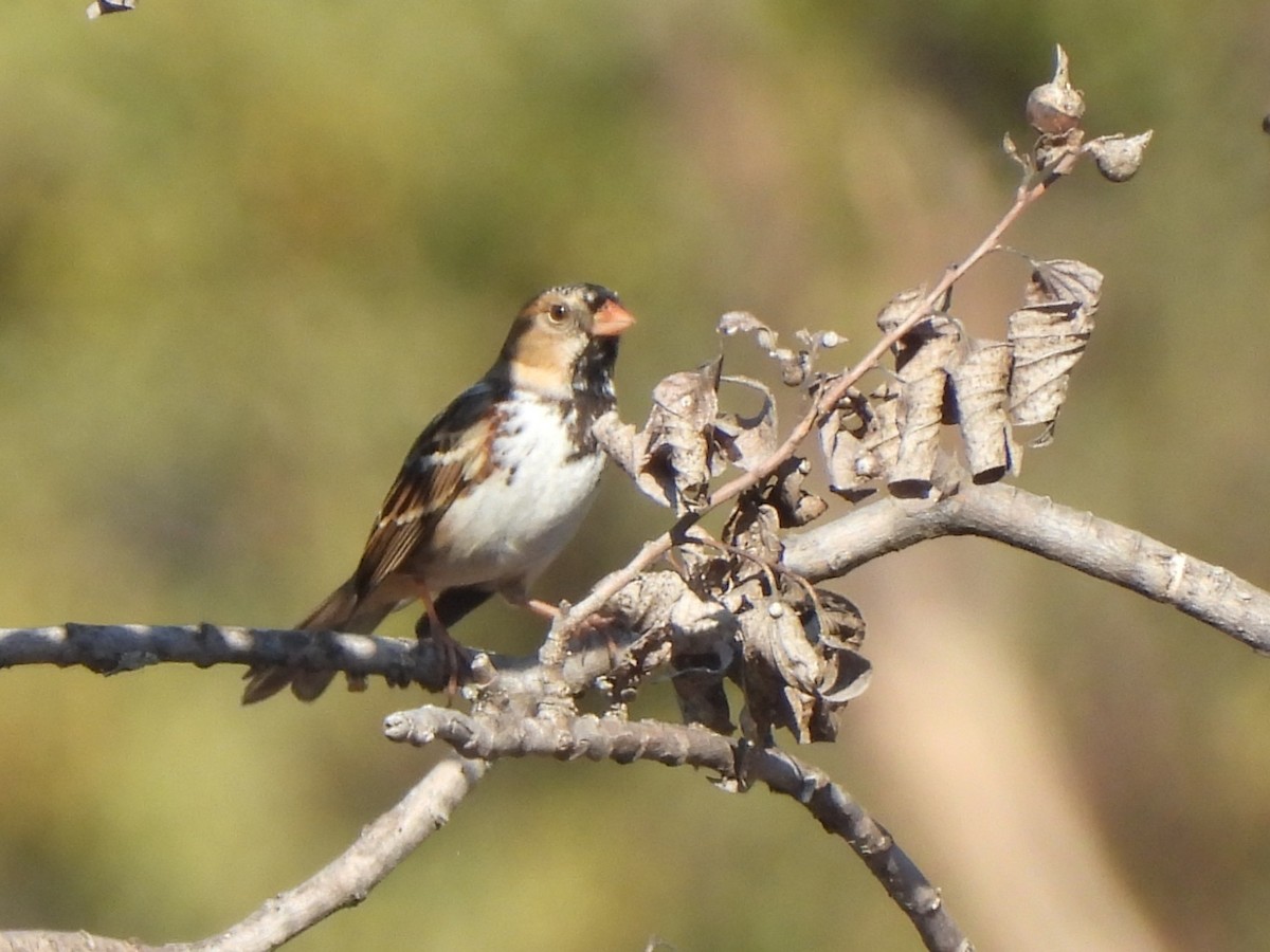 Harris's Sparrow - ML645417904