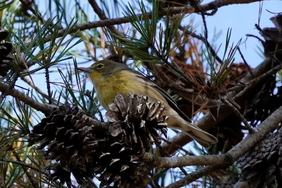 Pine Warbler - ML645417905