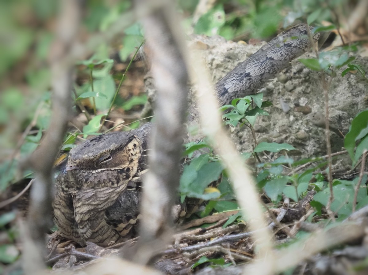 Пораке - ML645417908