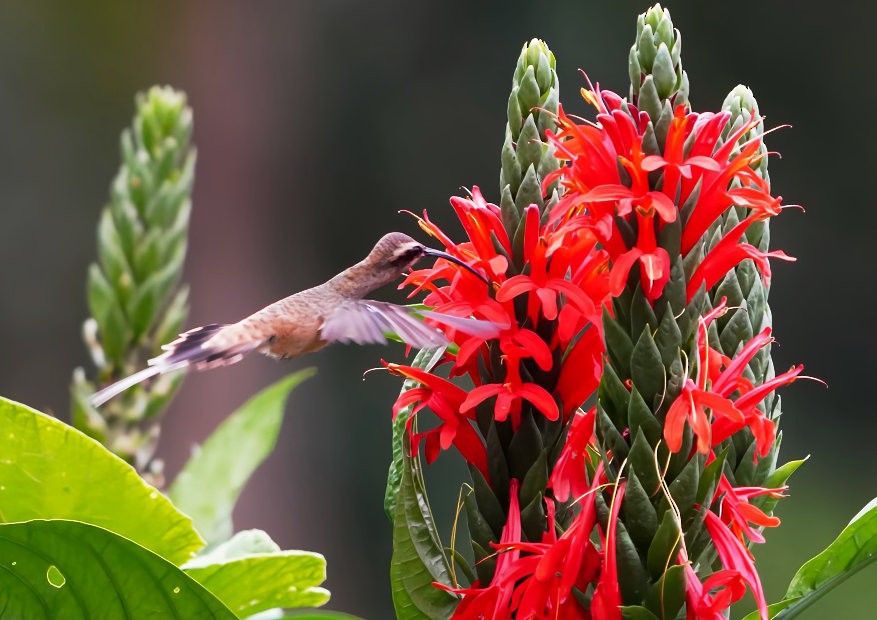 Great-billed Hermit - ML645417909