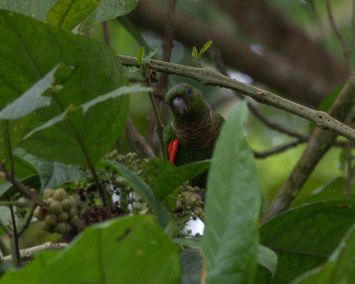 Котора темнохвостий - ML645417918