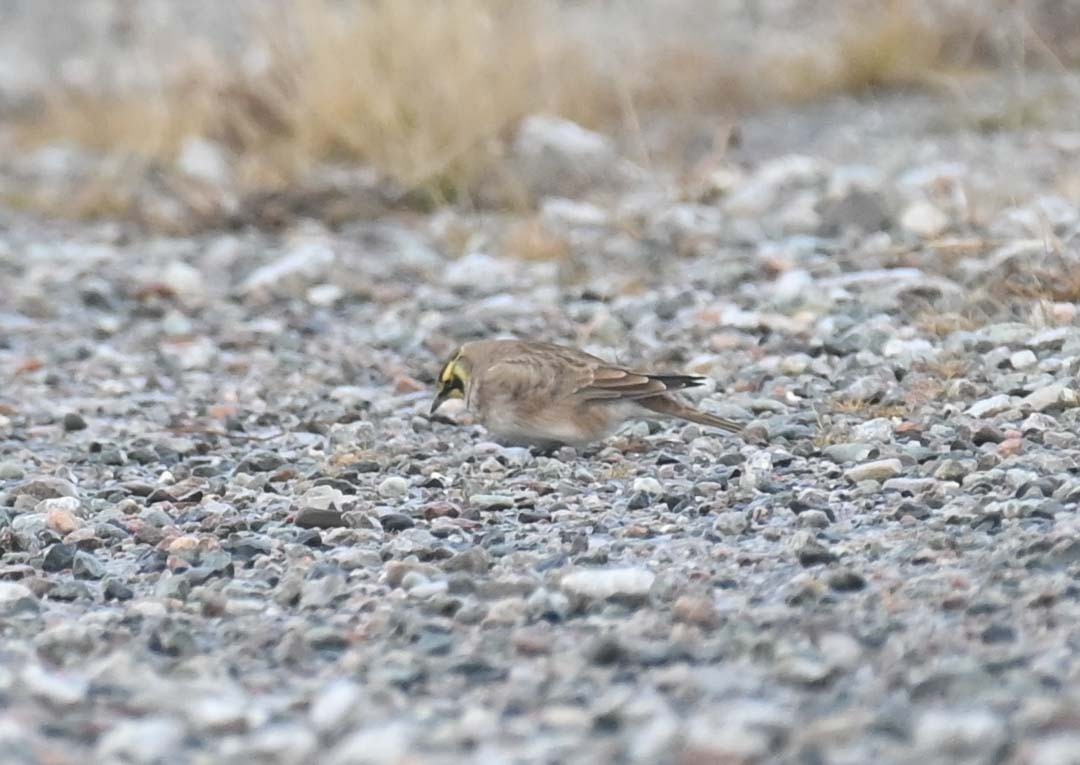Horned Lark - ML645417920