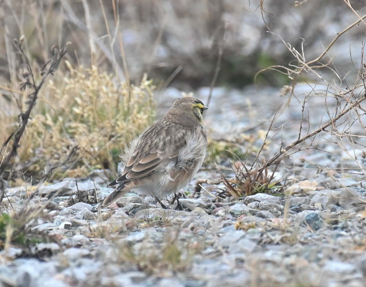 Horned Lark - ML645417922