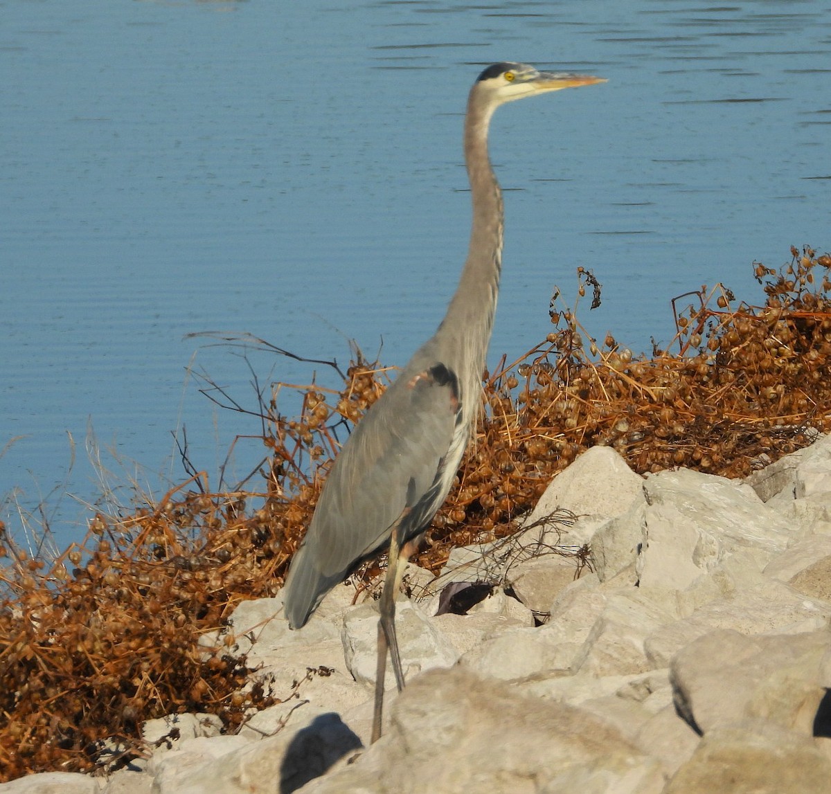Great Blue Heron - ML645417931