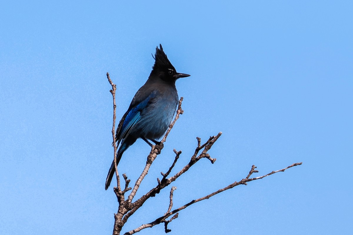 Steller's Jay - ML645417932
