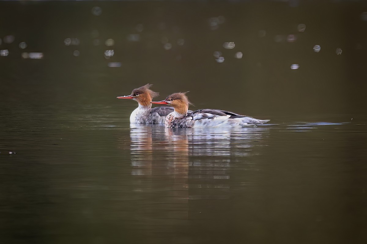 Red-breasted Merganser - ML645417935