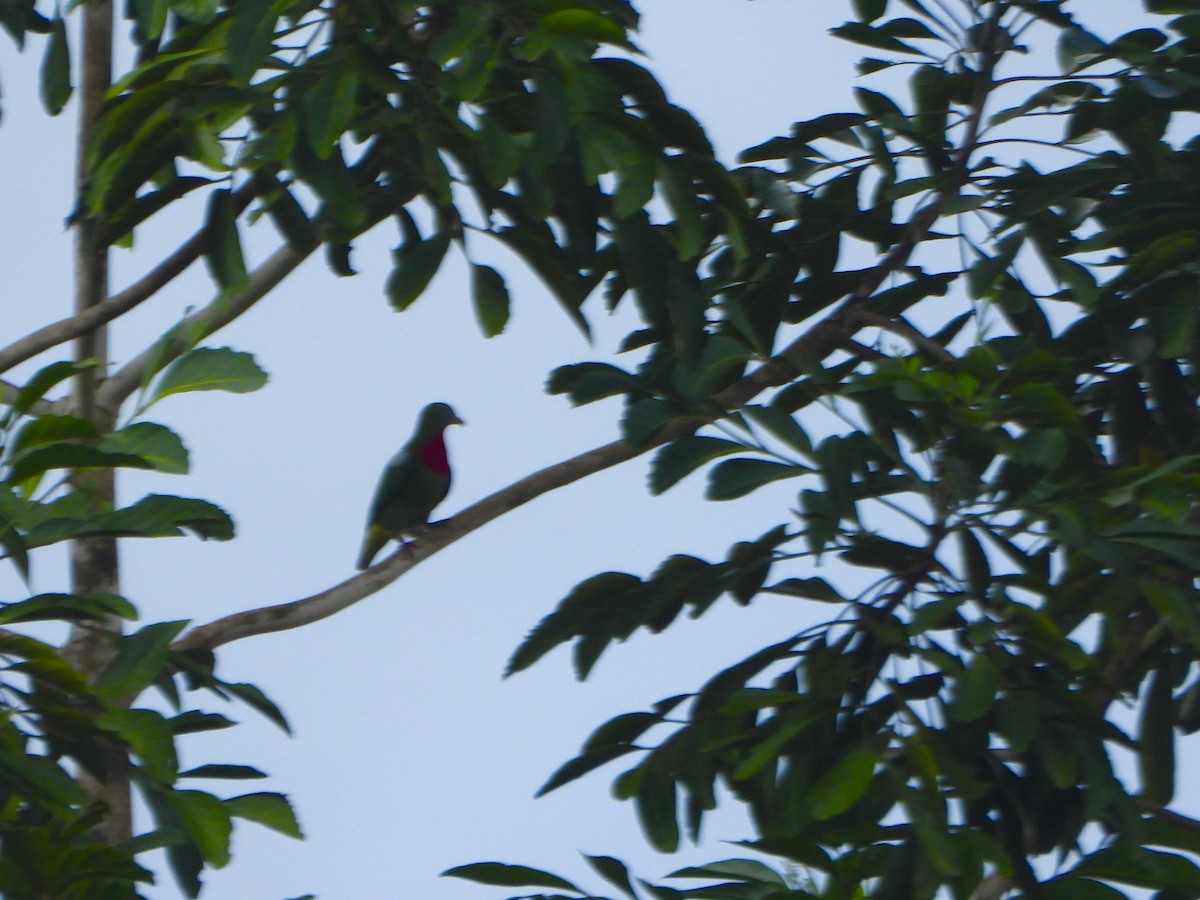 Claret-breasted Fruit-Dove - ML645417939