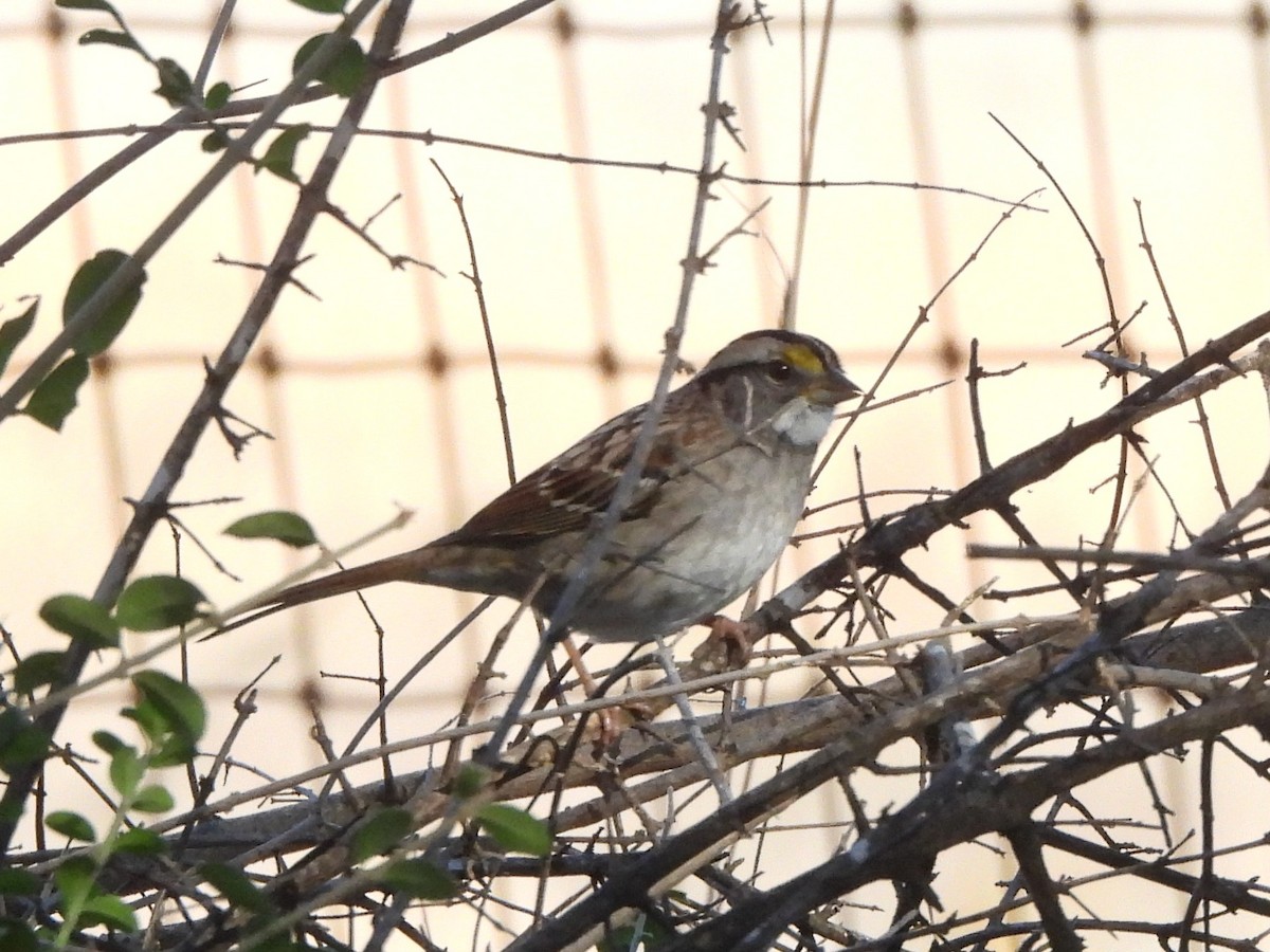 White-throated Sparrow - ML645417940