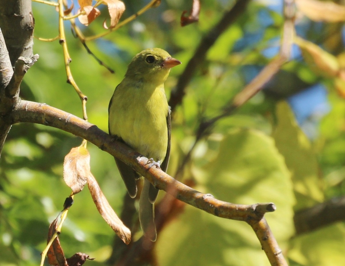 Піранга кармінова - ML645417941