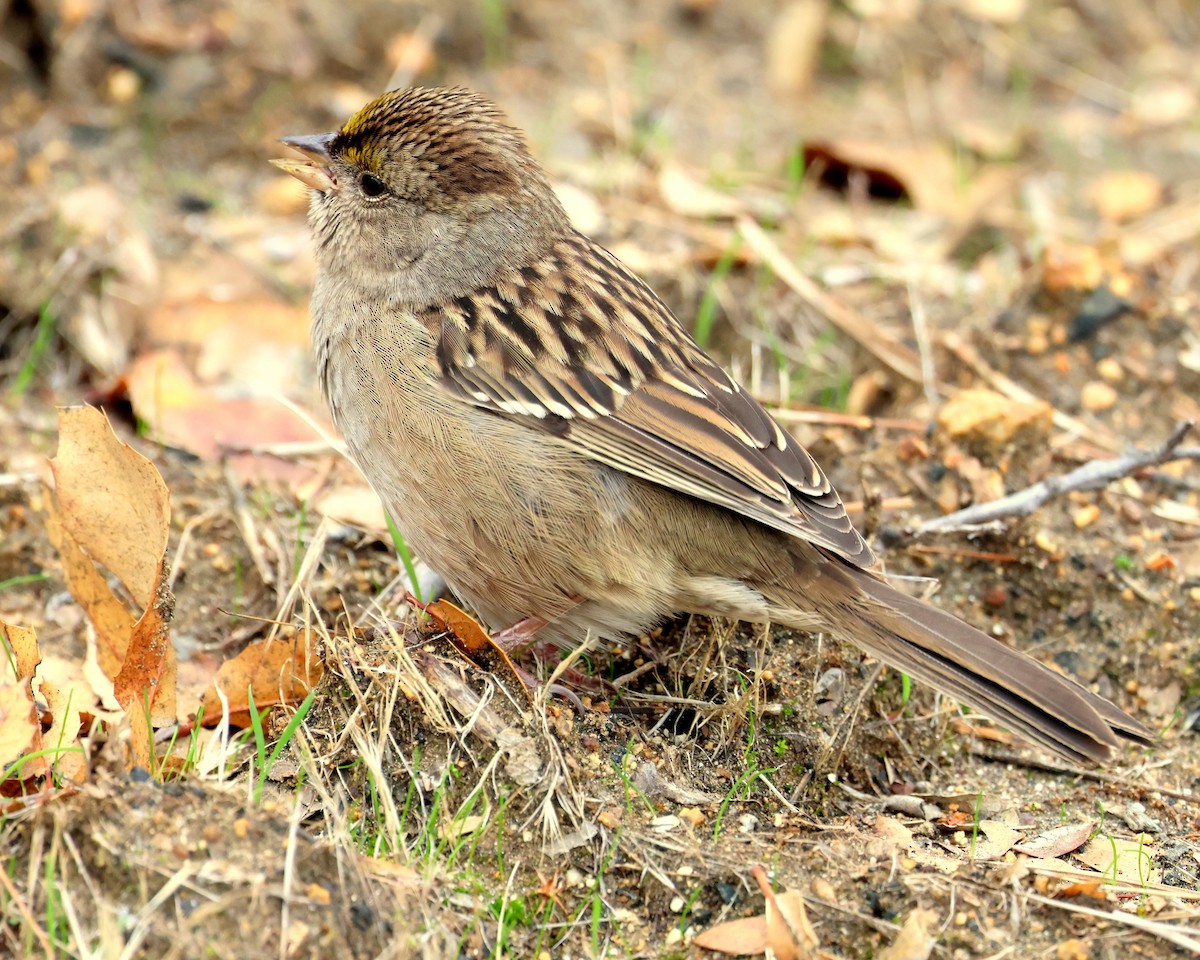 Чернобровая овсянка - ML645417943