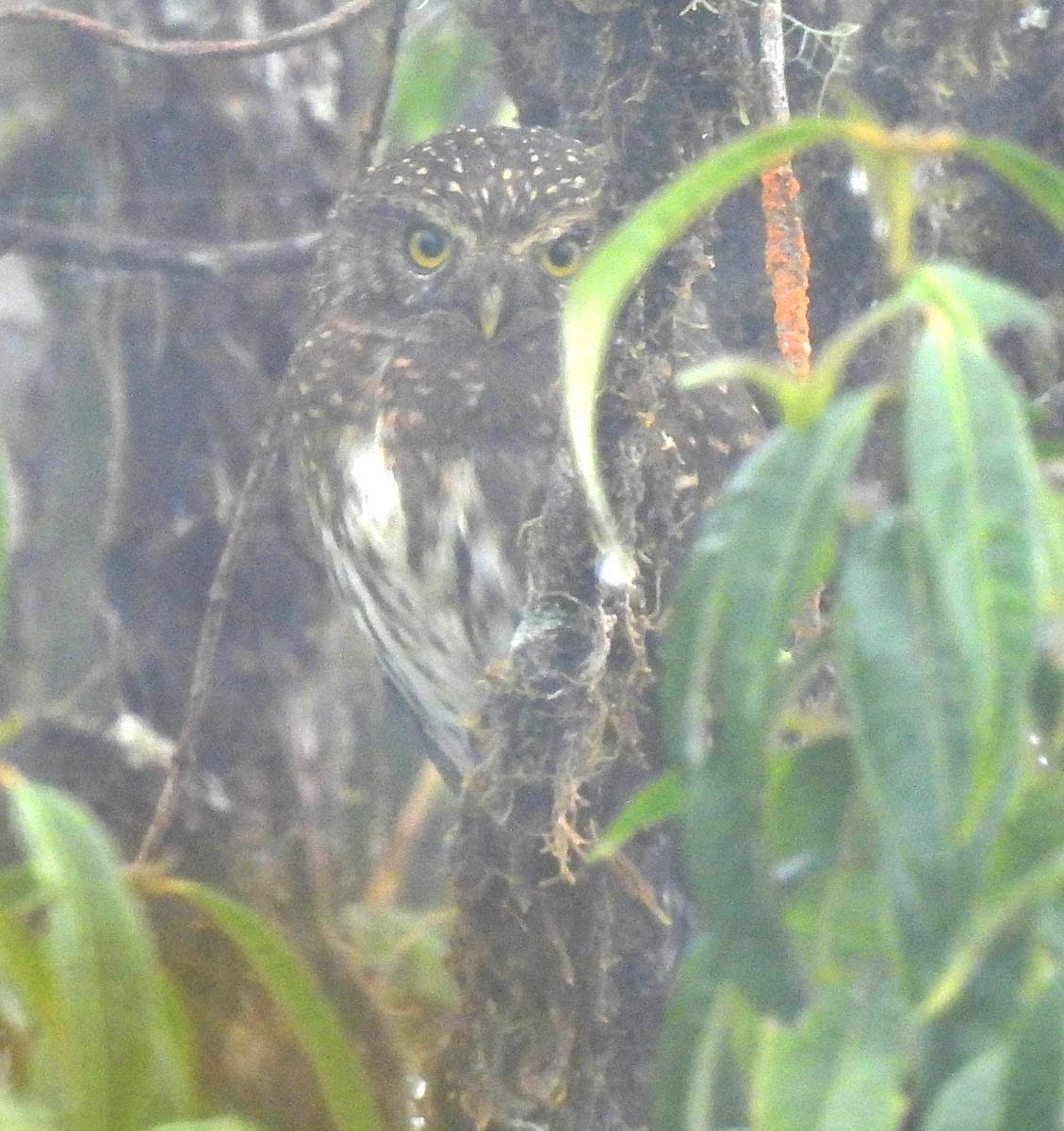 Andean Pygmy-Owl - ML645417947