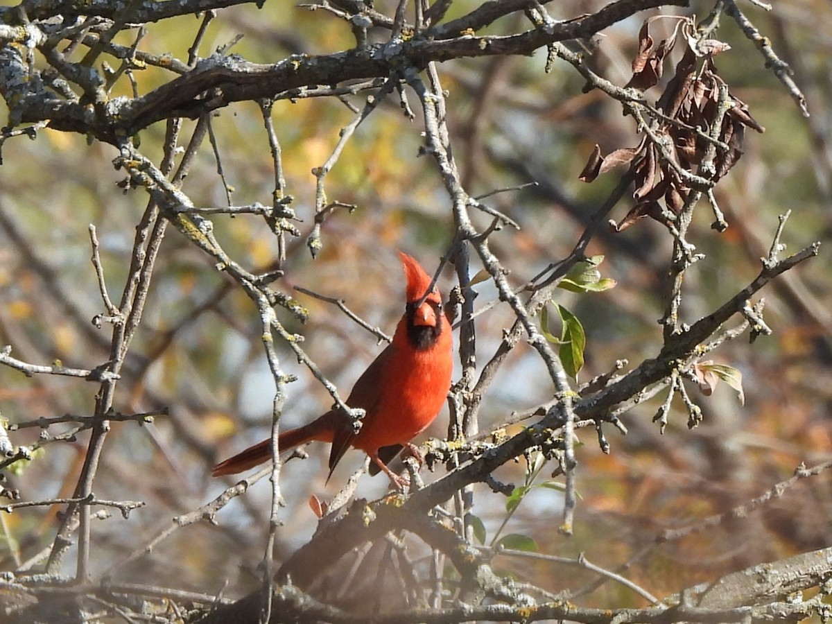 Northern Cardinal - ML645417949