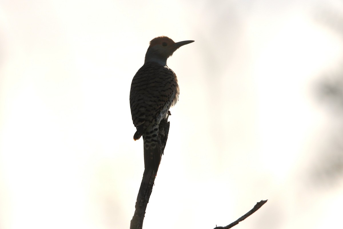 Northern Flicker - ML645417950