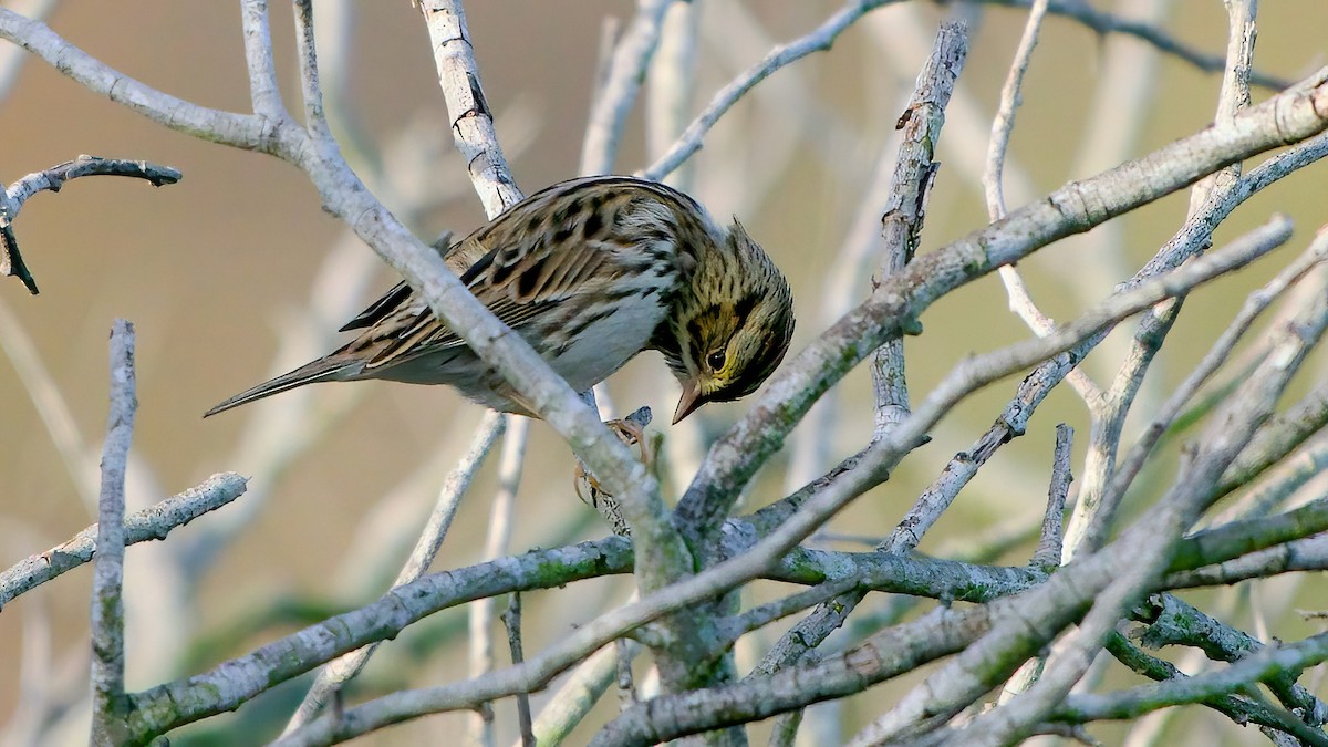 strnadec luční - ML645417953