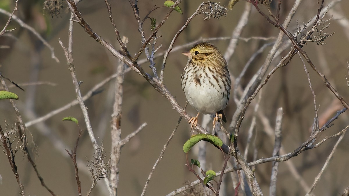 strnadec luční - ML645417954