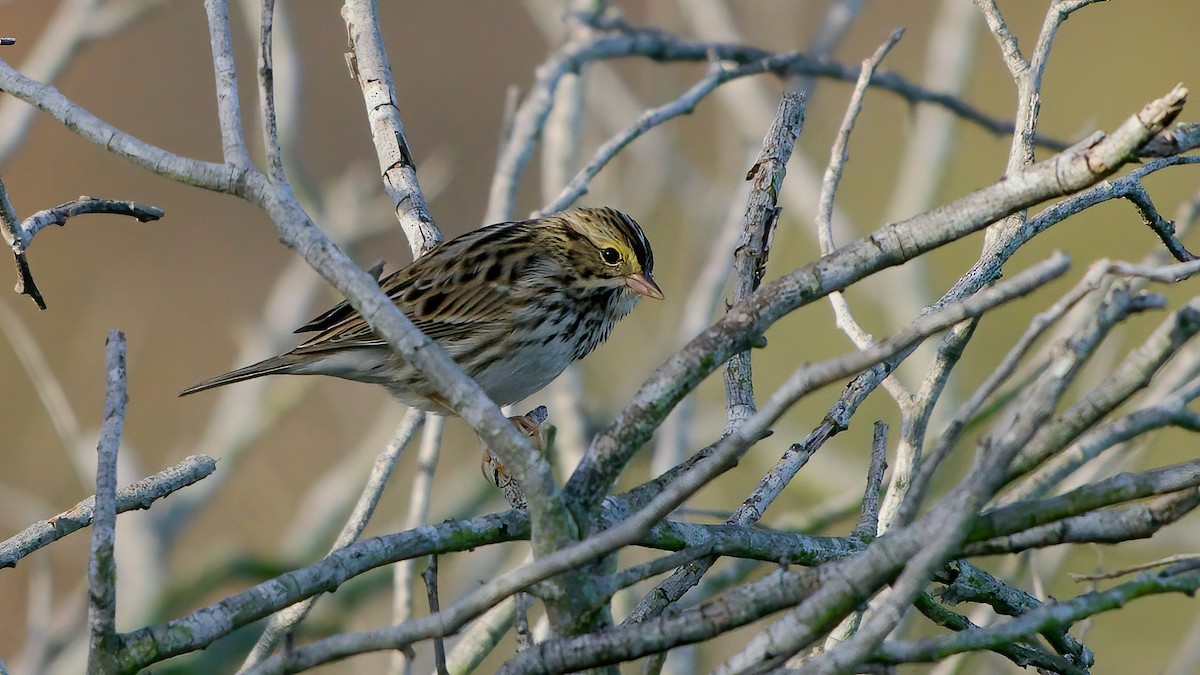 strnadec luční - ML645417955