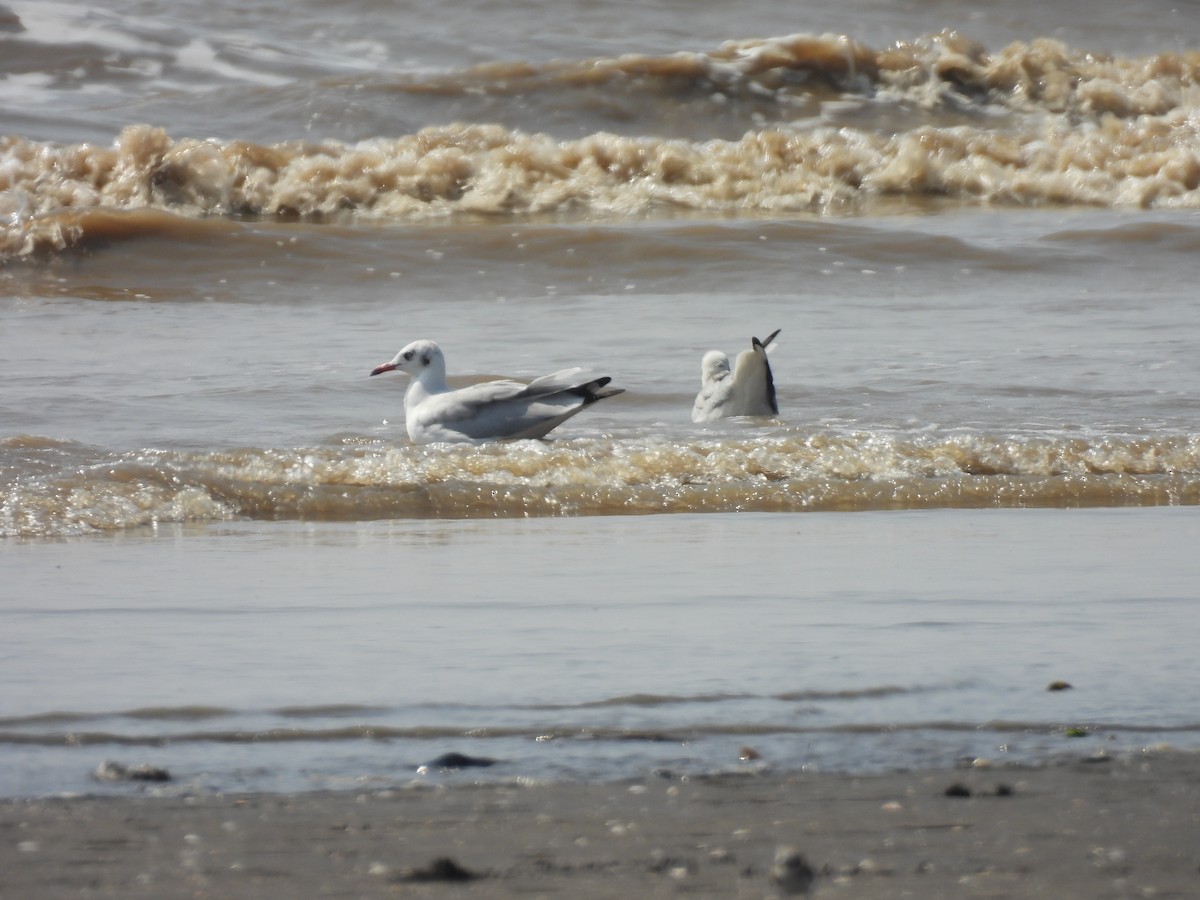 Gaviota Centroasiática - ML645417966
