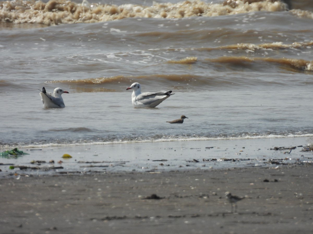 Gaviota Centroasiática - ML645417967