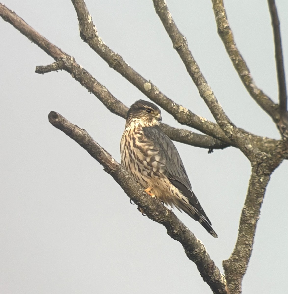 Merlin - ML645417973