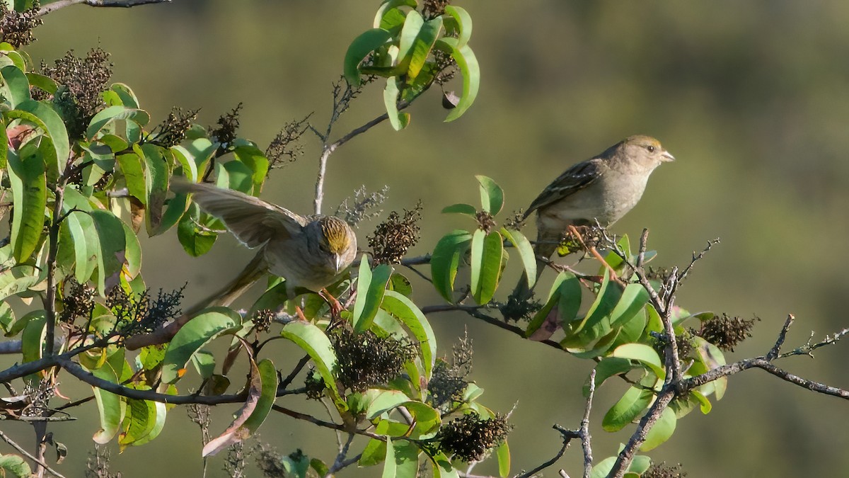 Чернобровая овсянка - ML645417977