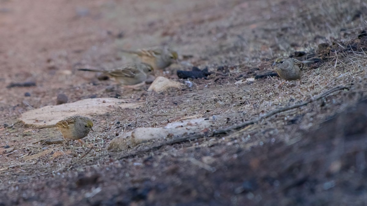 Чернобровая овсянка - ML645417978