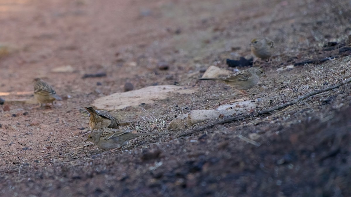 Чернобровая овсянка - ML645417979