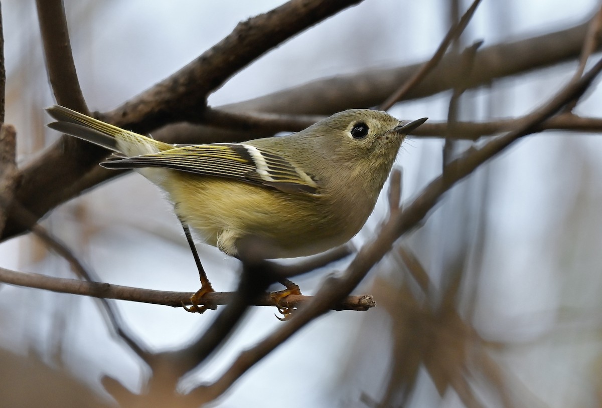 Ruby-crowned Kinglet - ML645417982