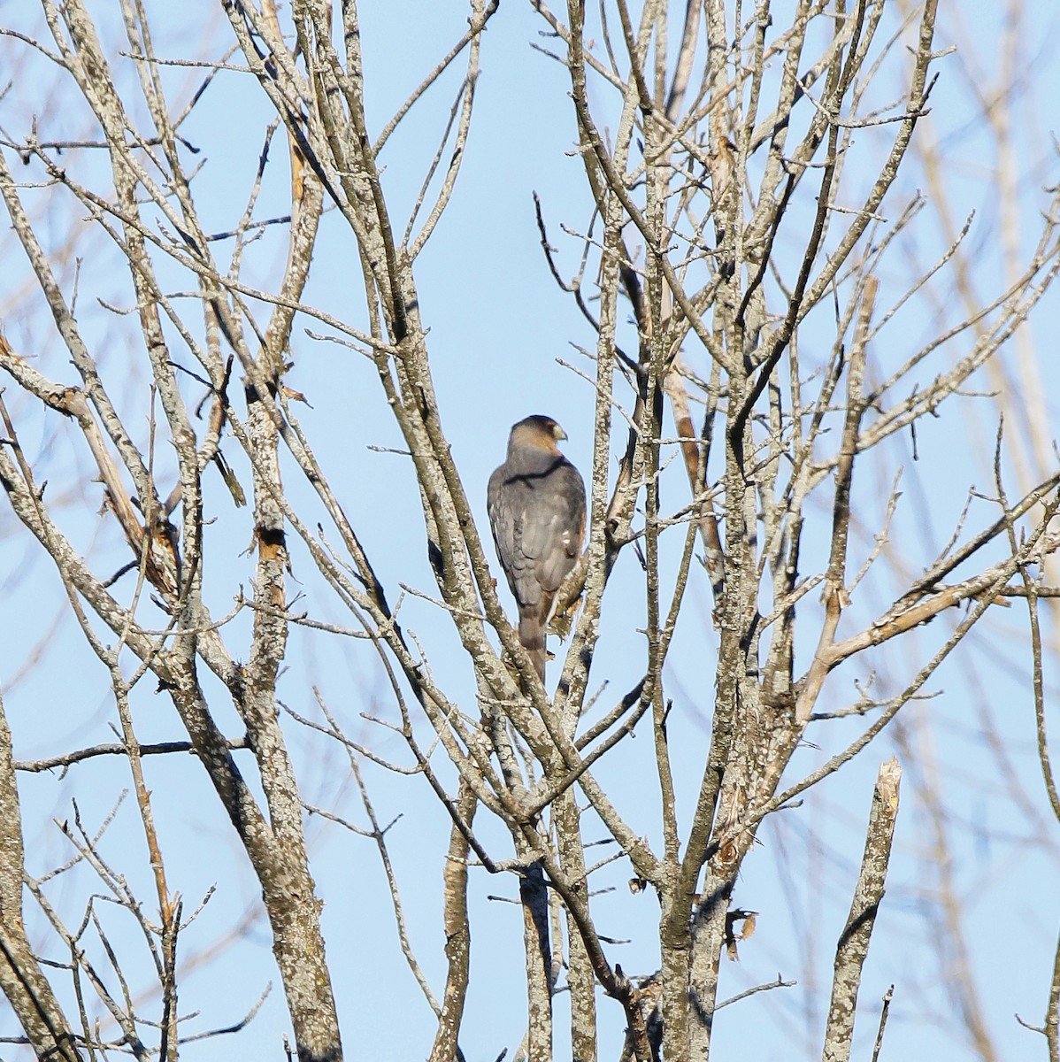 Cooper's Hawk - ML645417993