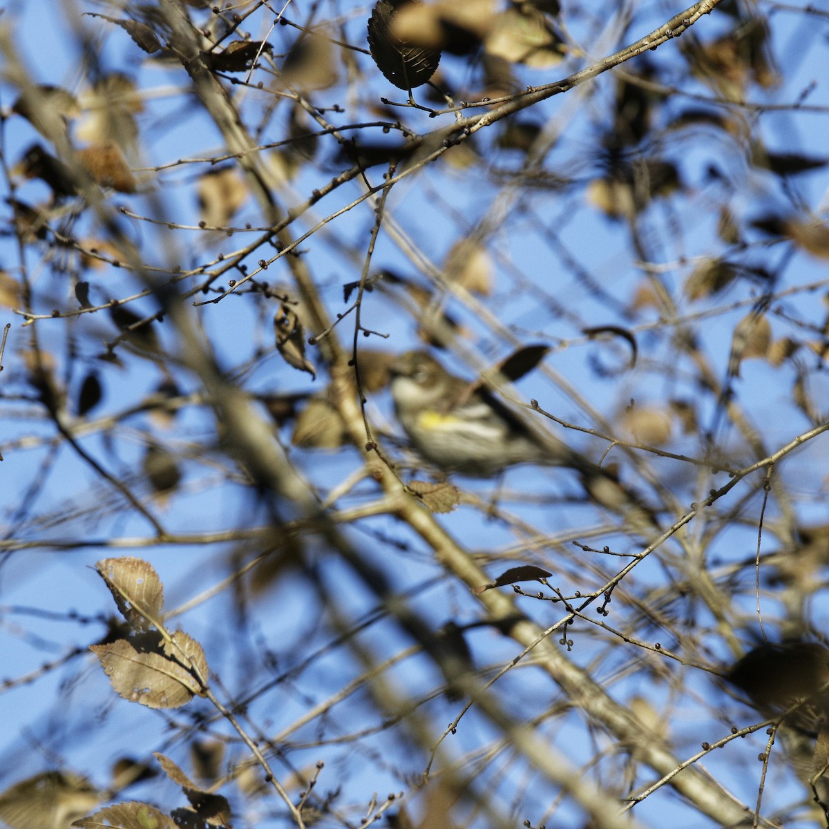 Yellow-rumped Warbler - ML645418005