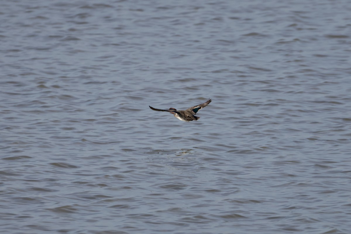 Green-winged Teal - ML645418008