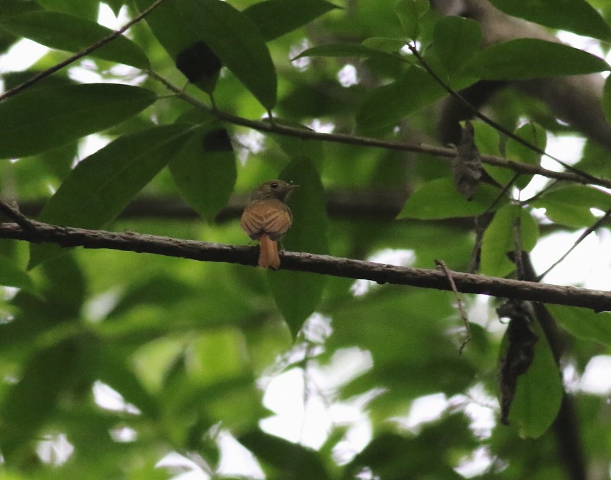 Ruddy-tailed Flycatcher - ML645418014